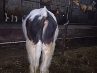 Bulle, Russian Black pied cattle — Foto 3