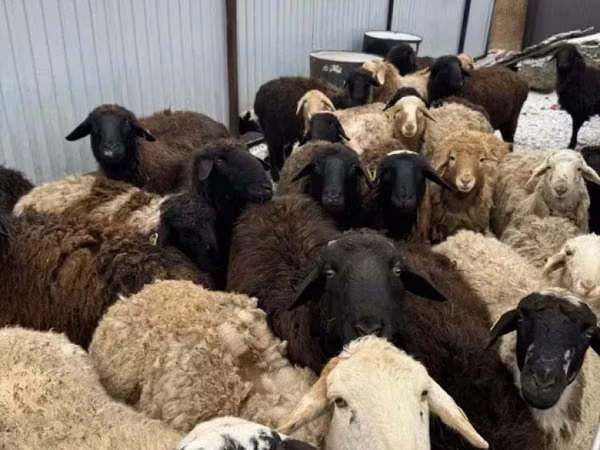 Bélier, Moutons