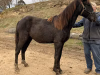 Cavalo, Black Sea breed — foto 4
