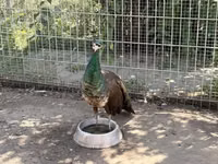 Chickens — الصورة 5