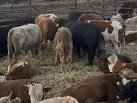 Býk, Simmental cattle — foto 2