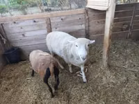 Carnero, Cameroon sheep — foto 2