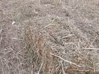 Խառը խոտ անասնակեր — 照片 1