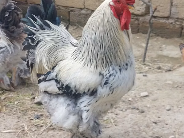 Chickens — Azerbejdżan