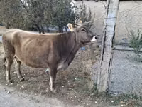 பசு, அலாதவுஸ் இனம் — புகைப்படம் 2