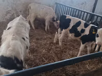 காளை, Russian Black pied cattle — புகைப்படம் 8