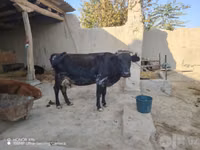 गाय, मवेशी — फ़ोटो 2