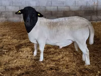 كبش, Dorper sheep — الصورة 5