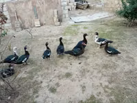 Ducks — 6-rasm