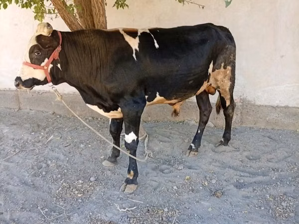 Byk, Russian Black pied cattle