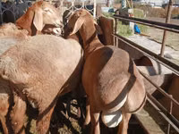 ஆண் ஆடு, Arashan sheep — புகைப்படம் 5