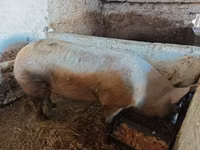 Boar, Pigs — photo 6