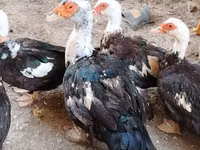 Ducks — Foto 2