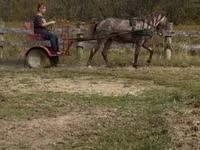 Kůň, Rocky Mountain Horse — foto 2