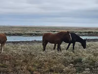 ცხენი, Mugalzhar horse — ფოტო 4