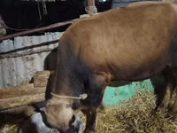 Krava, Simmental cattle — foto 6