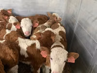 雄牛, Simmental cattle — 写真 5