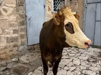 Sigir, Simmental cattle — 6-rasm