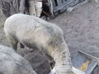 Bélier, Ile-de-France sheep — photo 5