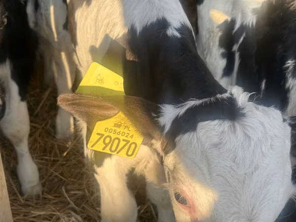 Skot (série, pohlaví neuvedeno), Russian Black pied cattle