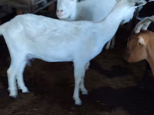 Dişi keçi, Saanen goat