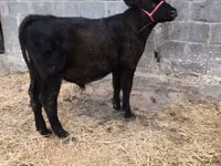 Boğa, Aberdin Angus — foto 7