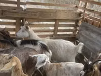 Kozioł, Kozy — zdjęcie 7