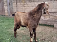 Keçi, Nubian Goat — foto 2