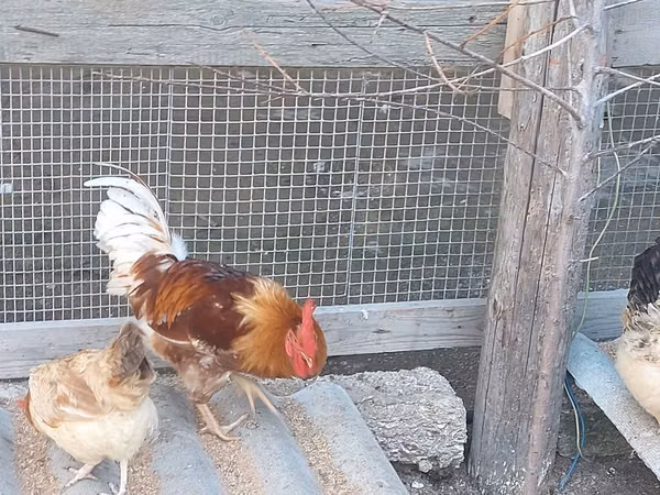 Chickens
