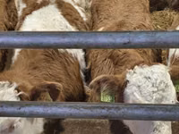 Byk, Simmental cattle — zdjęcie 1