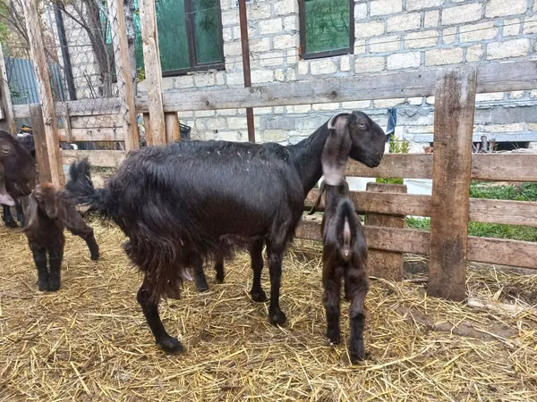 Chèvre, Damask goat