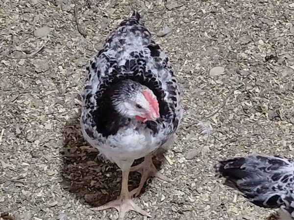 Chickens — Azerbaïdjan