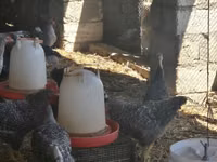 Turkeys — foto 8