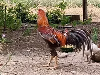 Chickens — Foto 4