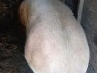 Sow, Pigs — photo 1