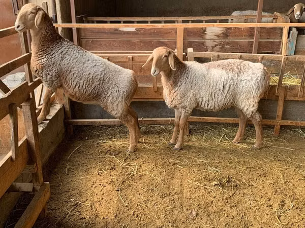母羊, Hissar sheep