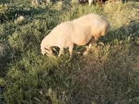 Owce (partia, płeć nieokreślona), Owce — zdjęcie 2