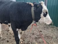 Býk, Russian Black pied cattle — foto 2