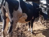 Vaca, Russian Black pied cattle — foto 1