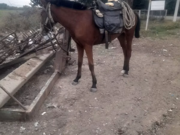 კვიცი, Karabakh horse
