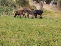 Ovelha, Ovelhas — foto 2