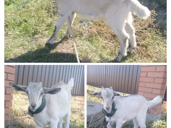 Kozel, Alpine goat