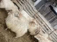 Schaf, Racka sheep — Foto 2