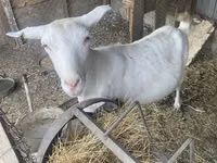 Cabra, Saanen goat — foto 2