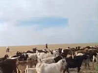 Koza, Kozy — foto 1