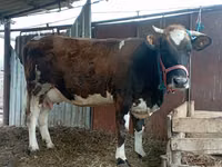 பசு, Simmental cattle — புகைப்படம் 1