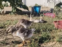 Geese — zdjęcie 3