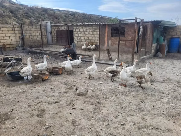 Geese — Ázerbájdžán