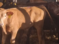 Rinder (Partie, Geschlecht nicht angegeben), Simmental cattle — Foto 8