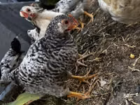 Chickens — foto 2